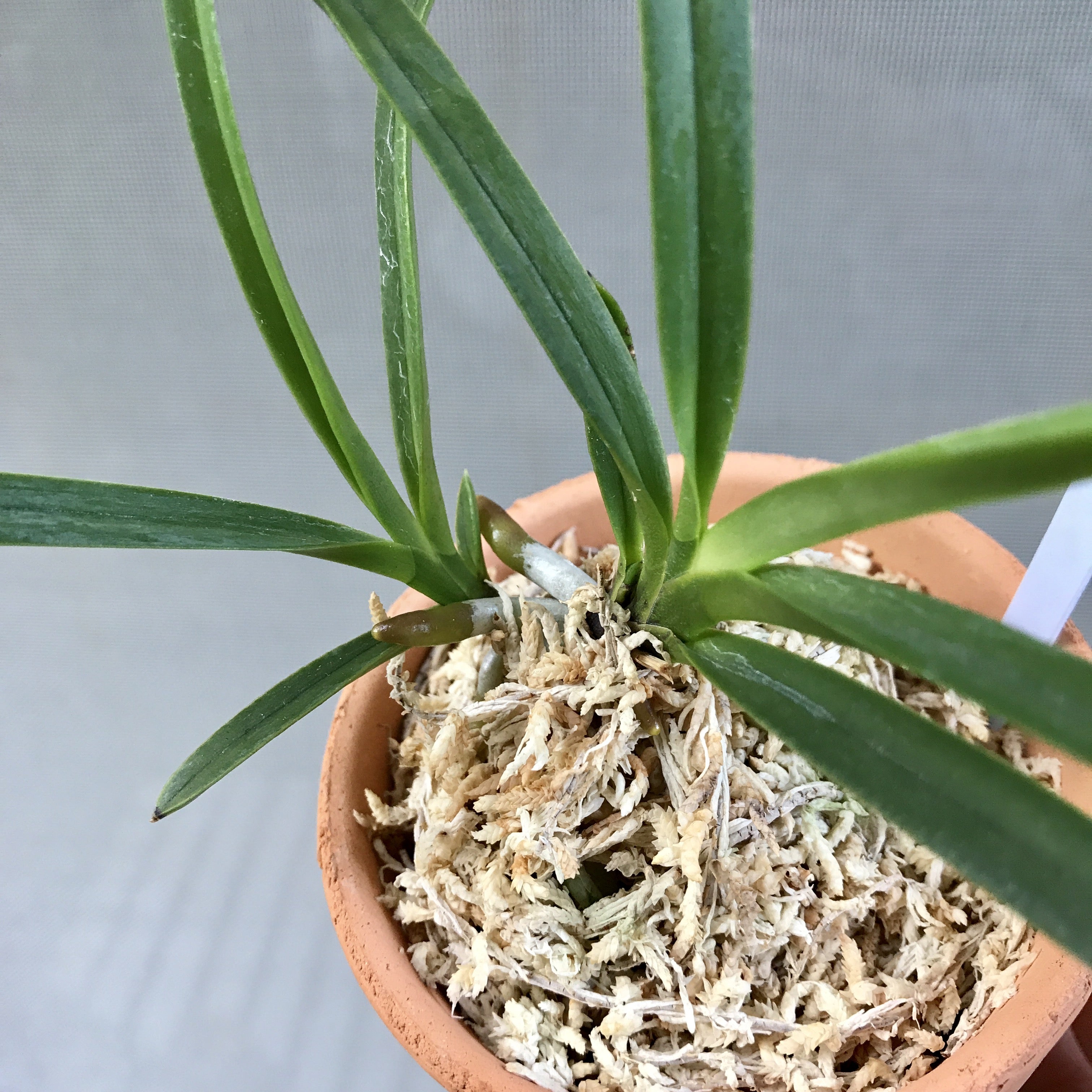 富貴蘭 名品 「湖東錦」の青(柄抜け)の棚入り | 豊の国の翁