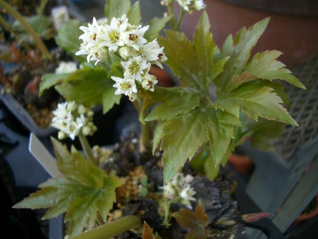 イワヤツデ（岩八手）／タンチョウソウ（丹頂草） | ガーデナーの雑記帳