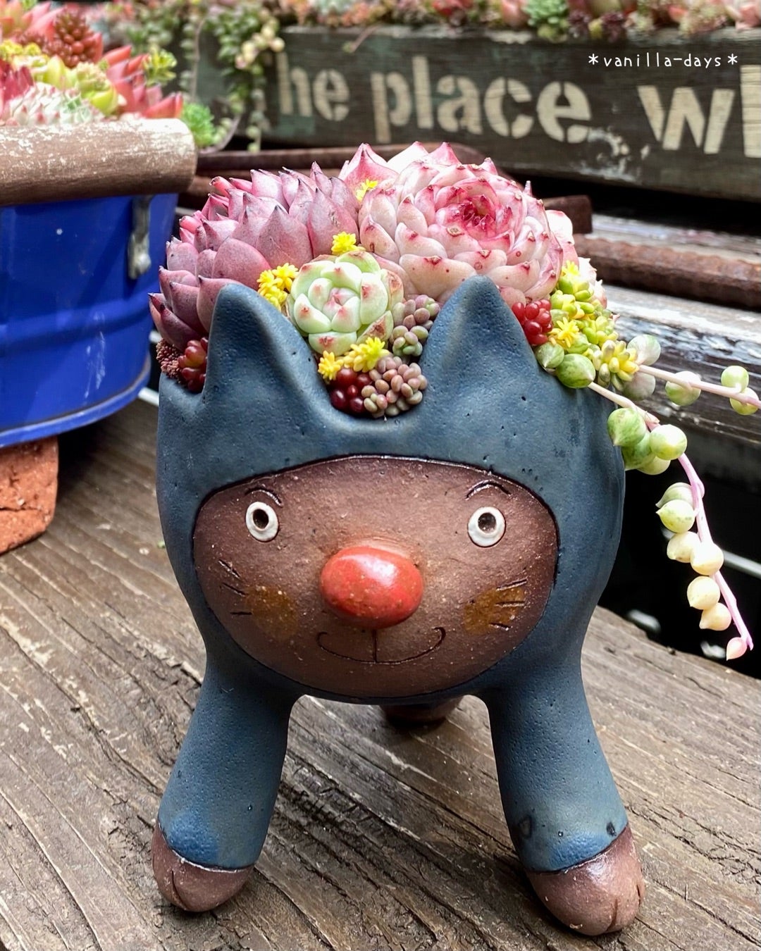 花友でGETした作家さん鉢に多肉＆愛猫の8年目記念日(=ΦωΦ