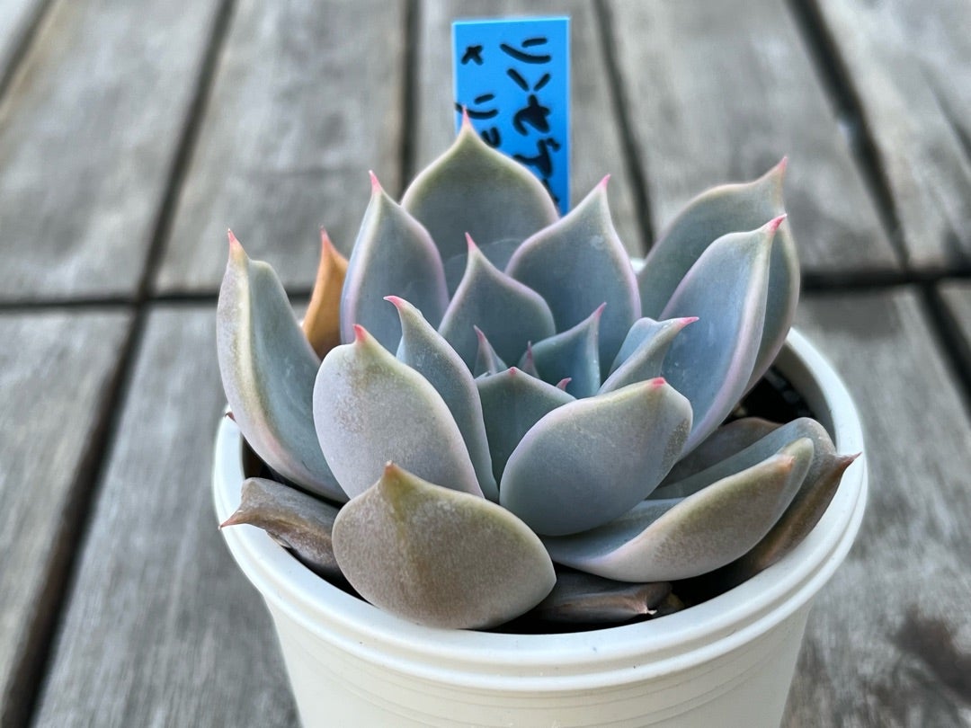 青札【リンゼアナ×リラシナ】おらいさん苗 成長記録 多肉植物 | みどり