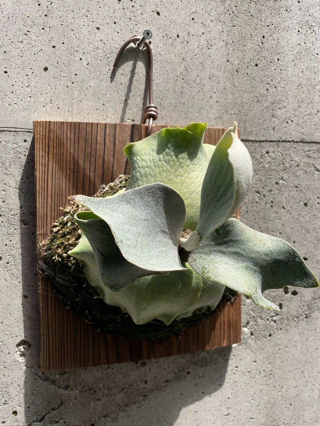 ビカクシダ ギンカ (P. ginka) 銀華 | calmplantsのビカクシダブログ