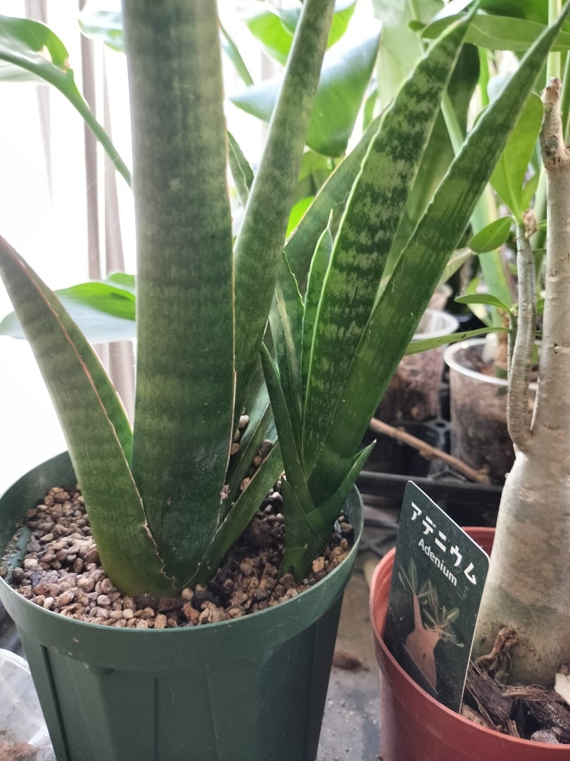 サンスベリア 成長記録 久しぶりに投稿 | いろんな生き物、植物、育て