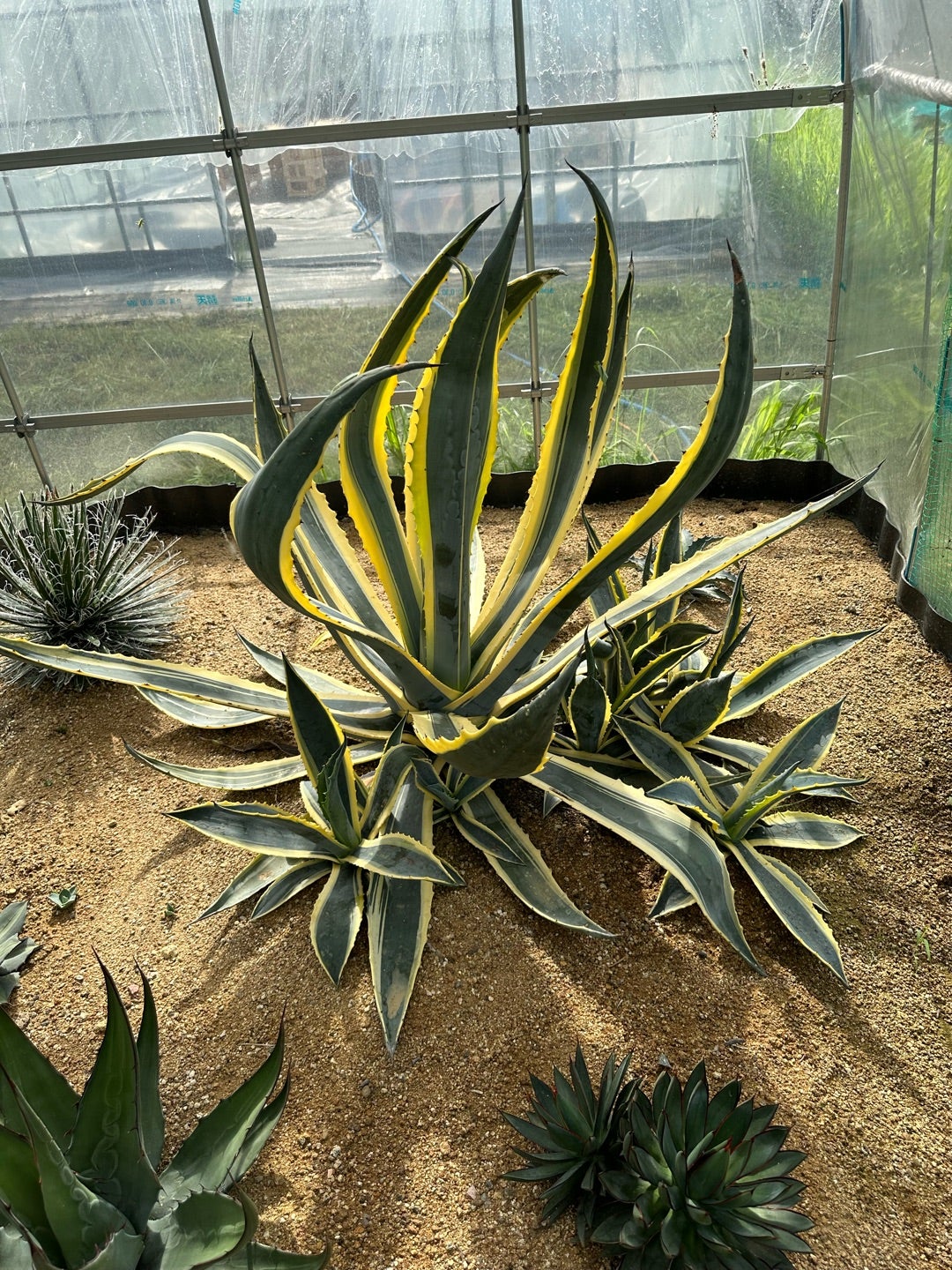 アガベ エクスパンサ ーダ 中斑 大株70センチ? 2026年最新】アガベ