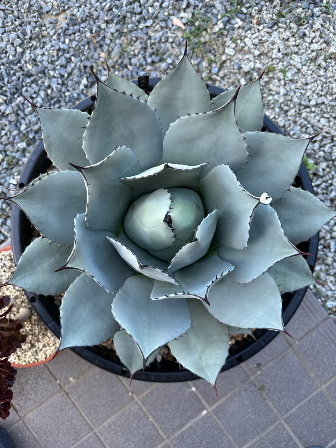 アガベ パリー 吉祥天と姫吉祥天 | つべるふブログ 多肉生活 2021〜