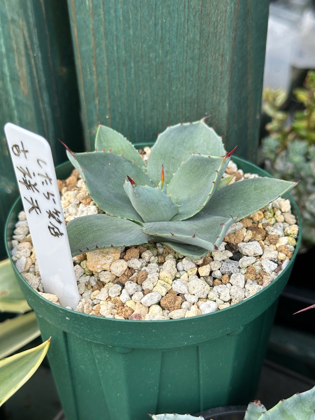 アガベ パリー 吉祥天と姫吉祥天 | つべるふブログ 多肉生活 2021〜