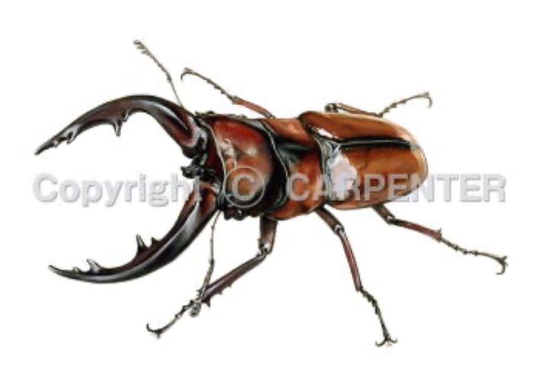 ガンマ160H （ガンマ20周年記念ルアー） | カーペンタールアー、ロッド