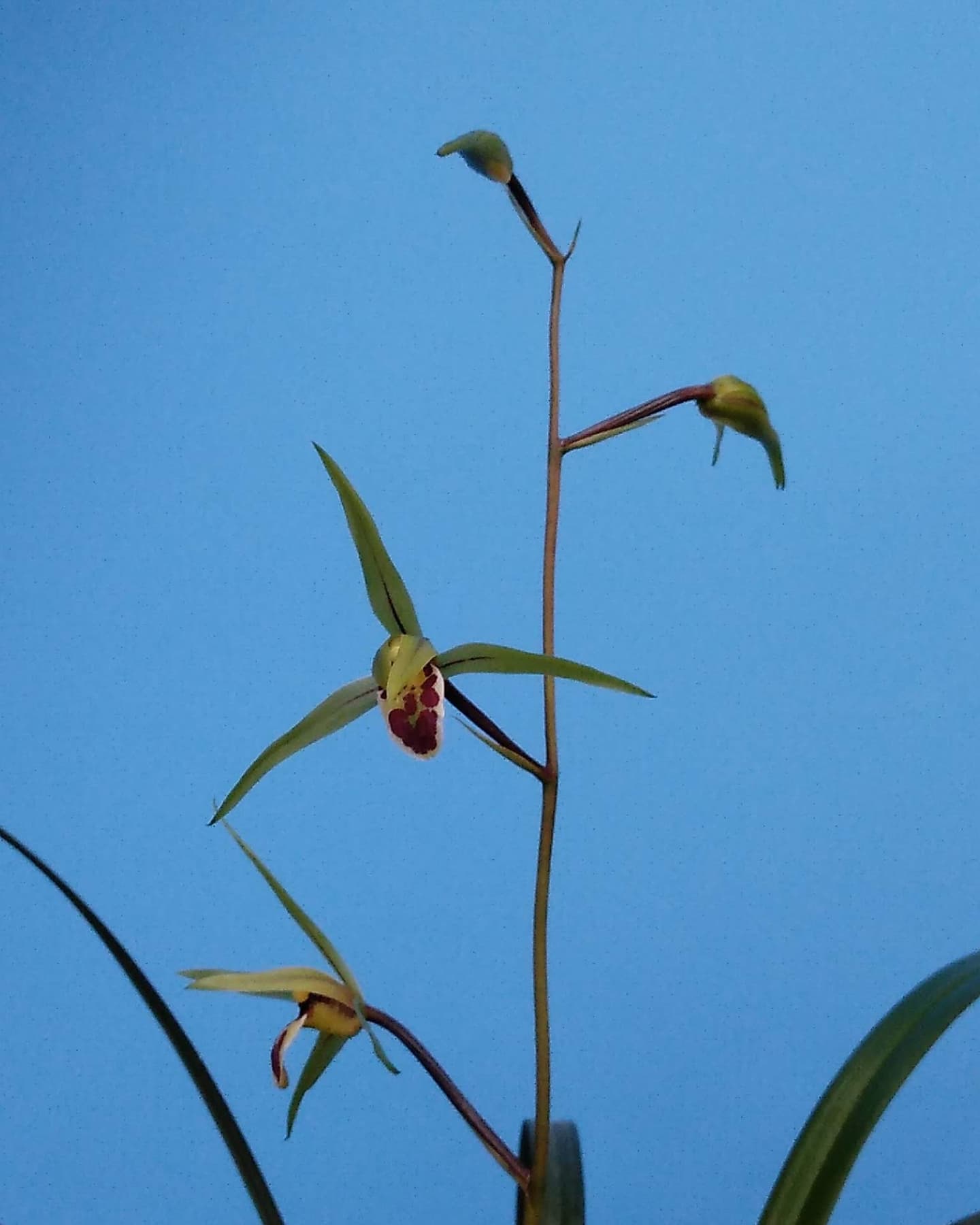 2024/10/01『青玄宋』『久泉』お譲りできる苗に出品 | 肥前寒蘭・山