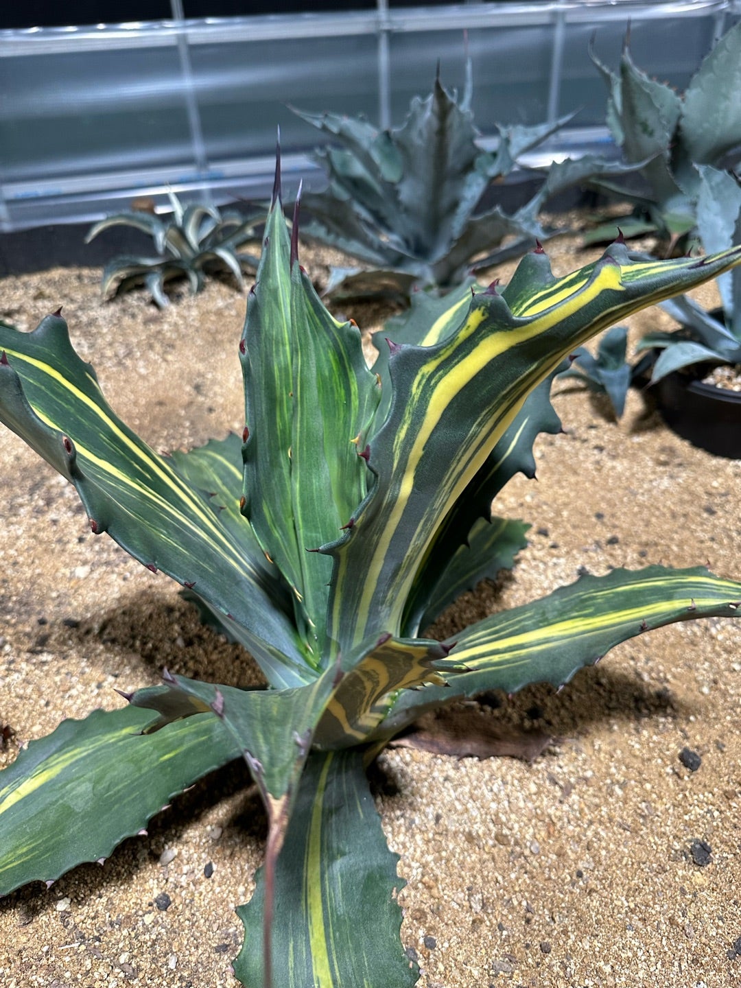 アガベ 近況 リップルエフェクトとサルミアナ | つべるふブログ 多肉