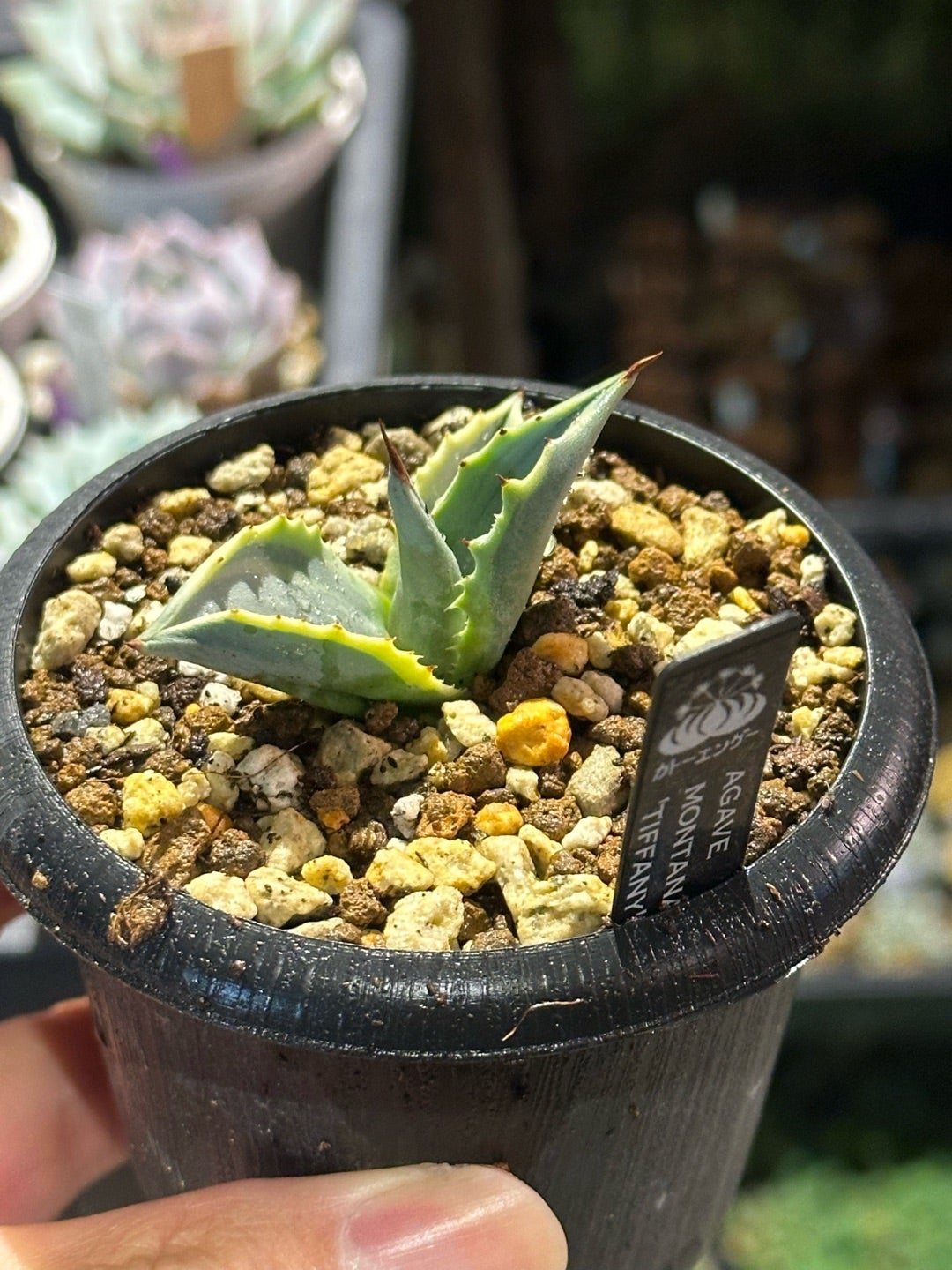 モンタナ ティファニーの発根 とオバティ フロステッドフレイク | つべ