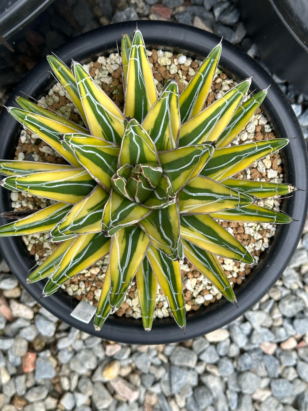 アガベ 笹の雪 大株 | つべるふブログ 多肉生活 2021〜