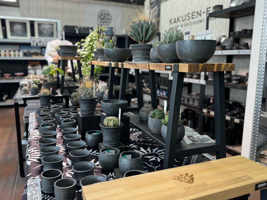 鶴仙園池袋店入荷情報‼️2024/11/23 | 鶴仙園 Official Blog