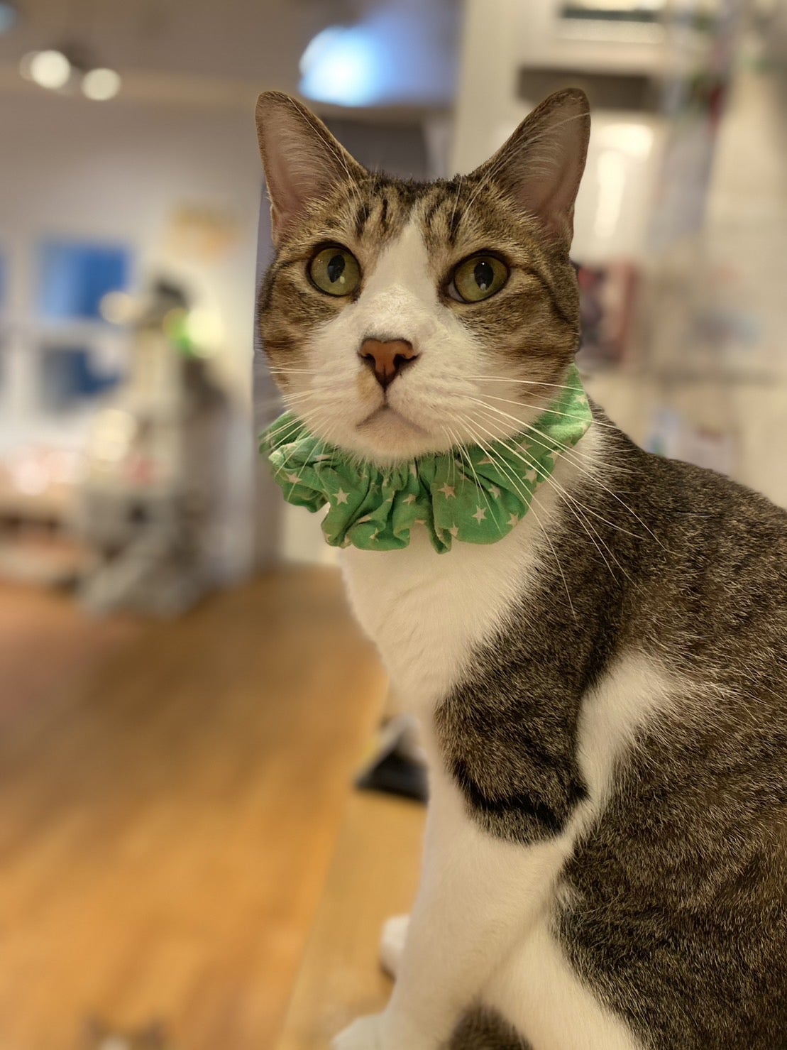 ☆ぽん太卒業決定☆ | 猫見家ぶろぐ