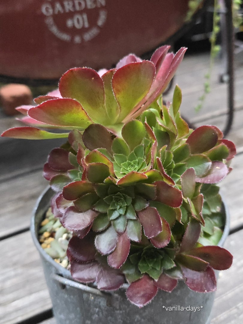 花束みたいなアエオニウム＆センポニウムをチョンパ( ﾟ∀ﾟ