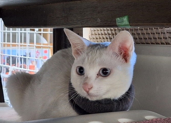 白猫みるくちゃんへの応援』をありがとうございます！③2025.1.2 | 肉