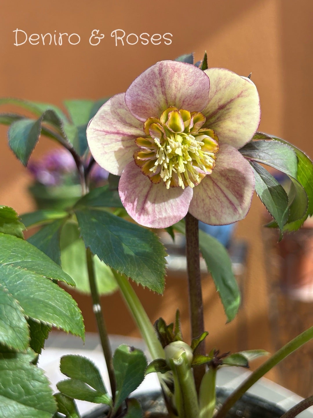 大木ナーサリーさんフェア ポーセリン クリスマスローズ | 銀ちゃんが