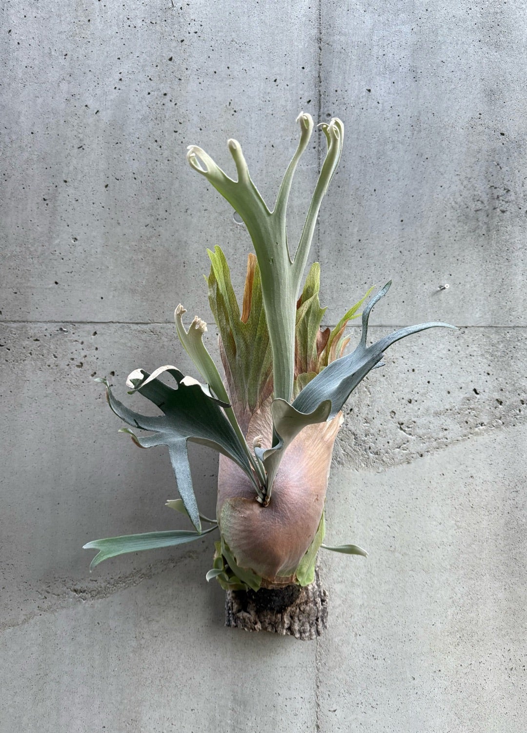 その後のビカクシダ ホワイトホーク（White Hawk）① | calmplantsの