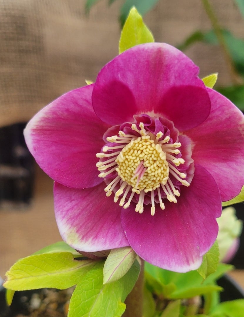 クリスマスローズフェア♪広瀬園芸さんのクリスマスローズが素敵でした