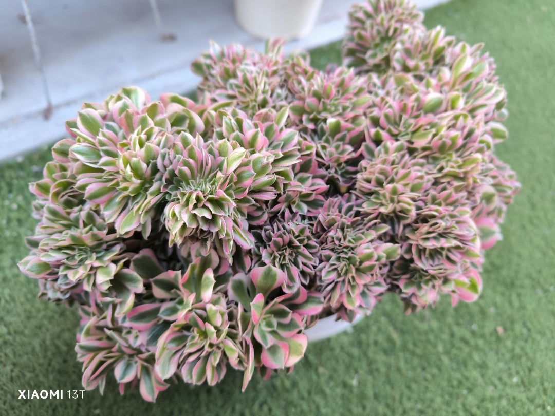 どんどん大きくなるピンクウイッチ綴化 | 多肉植物大好きな初心者のブログ