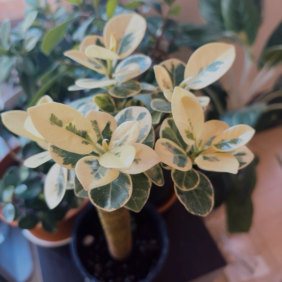 斑入りのパンダガジュマル | ❤️植物に心をトラレマシタ❤️