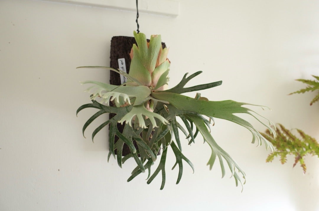 ビカクシダ ウィリンキー ジェイドガール 18 子株を取りました