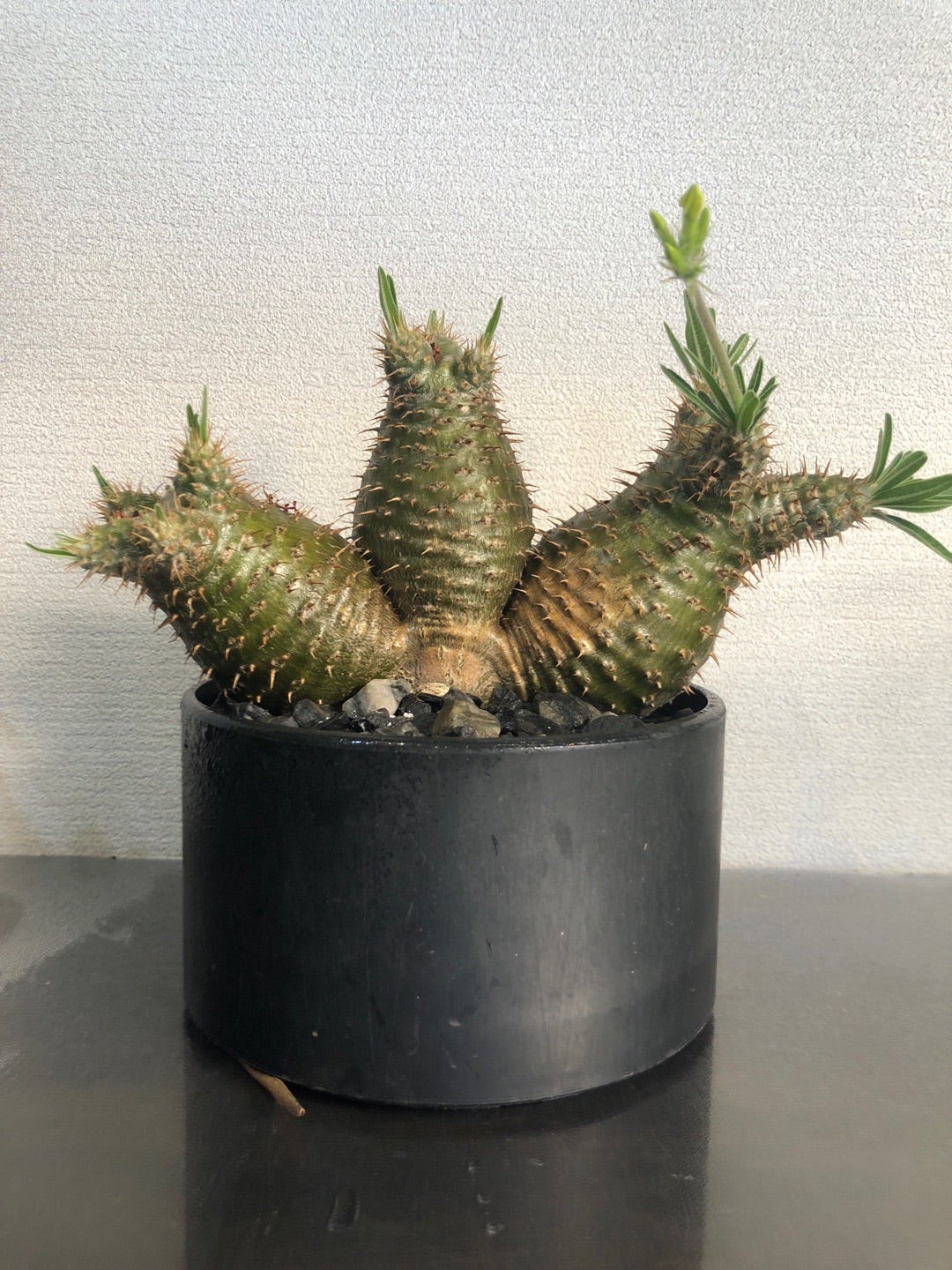 実生3頭グラキリス 6年間 | Pachytycedium