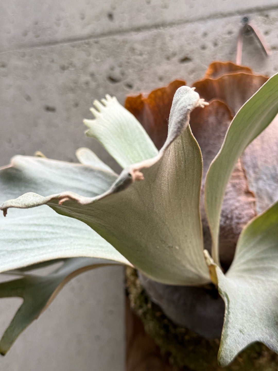 その後のビカクシダ ホワイトギズモ⑤ | calmplantsのビカクシダブログ