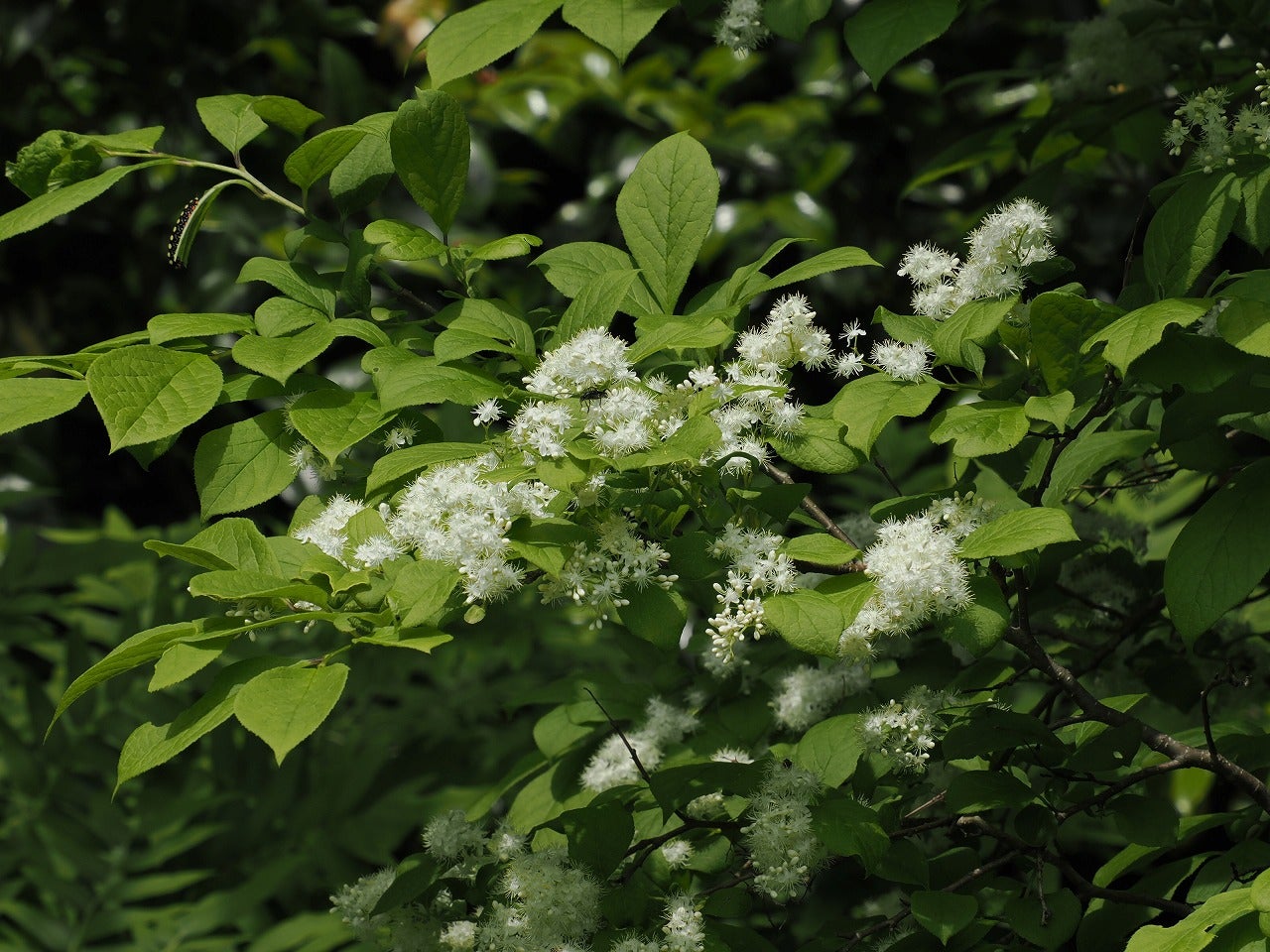樹の花と実 144（サワフタギ） | 山想花（sansouka）ブログ