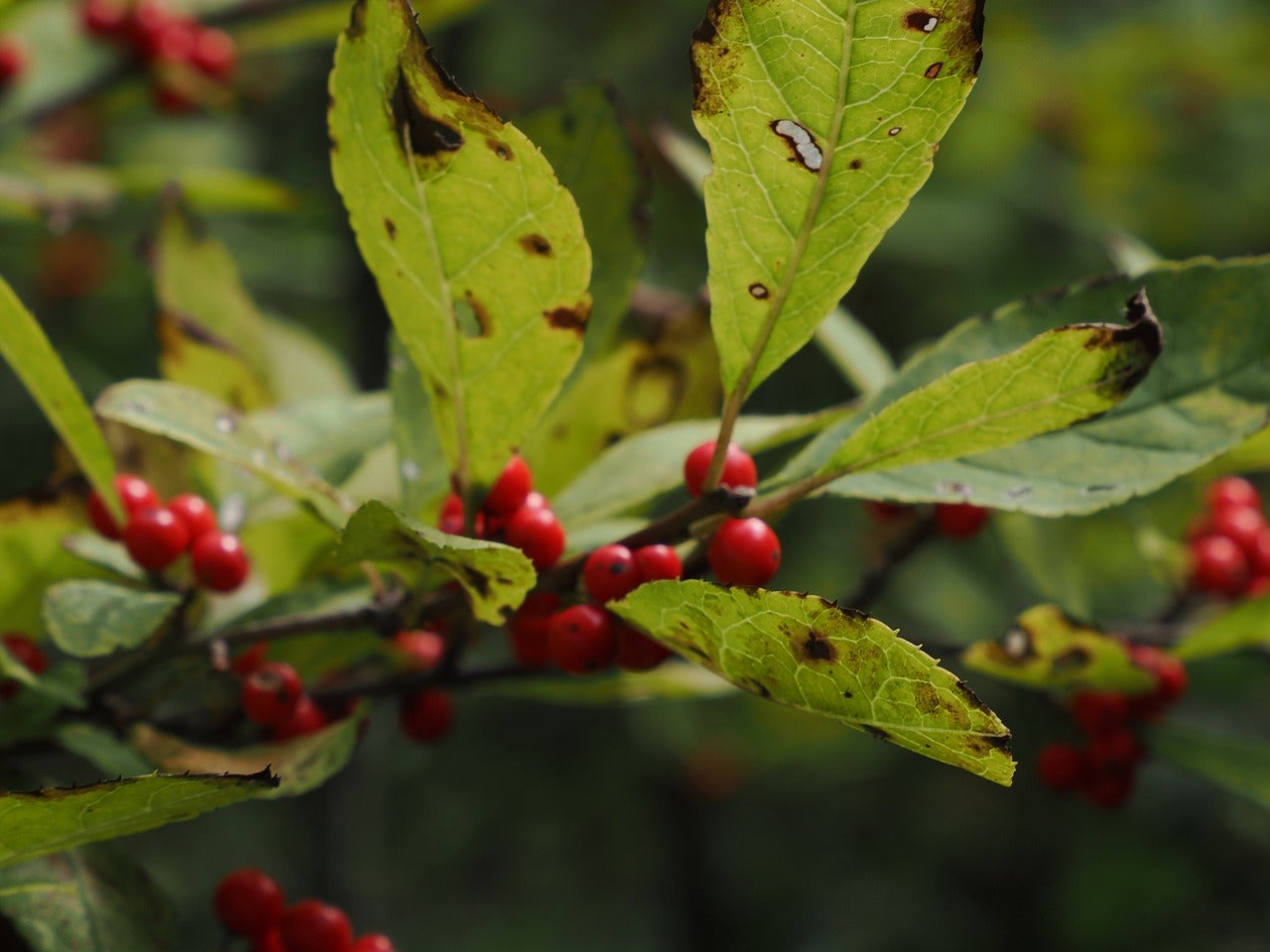 樹の花と実 207（ミヤマウメモドキの果実） | 山想花（sansouka）ブログ