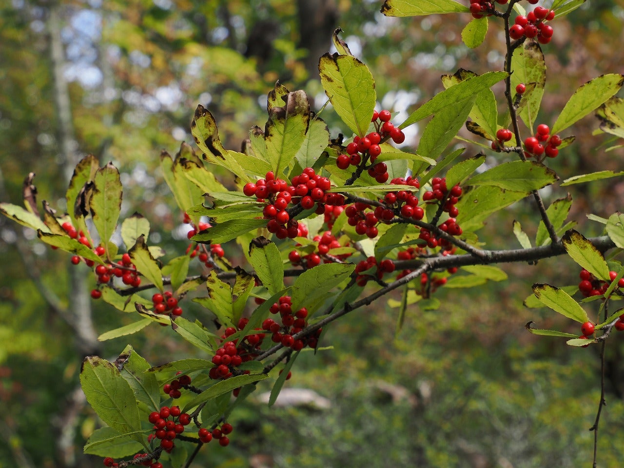 樹の花と実 207（ミヤマウメモドキの果実） | 山想花（sansouka）ブログ