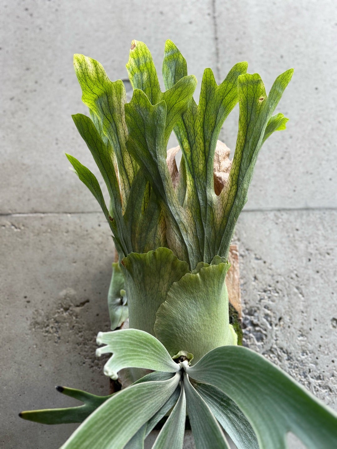 その後のビカクシダ ムタシ（クイーンスワンガン） ② | calmplantsの