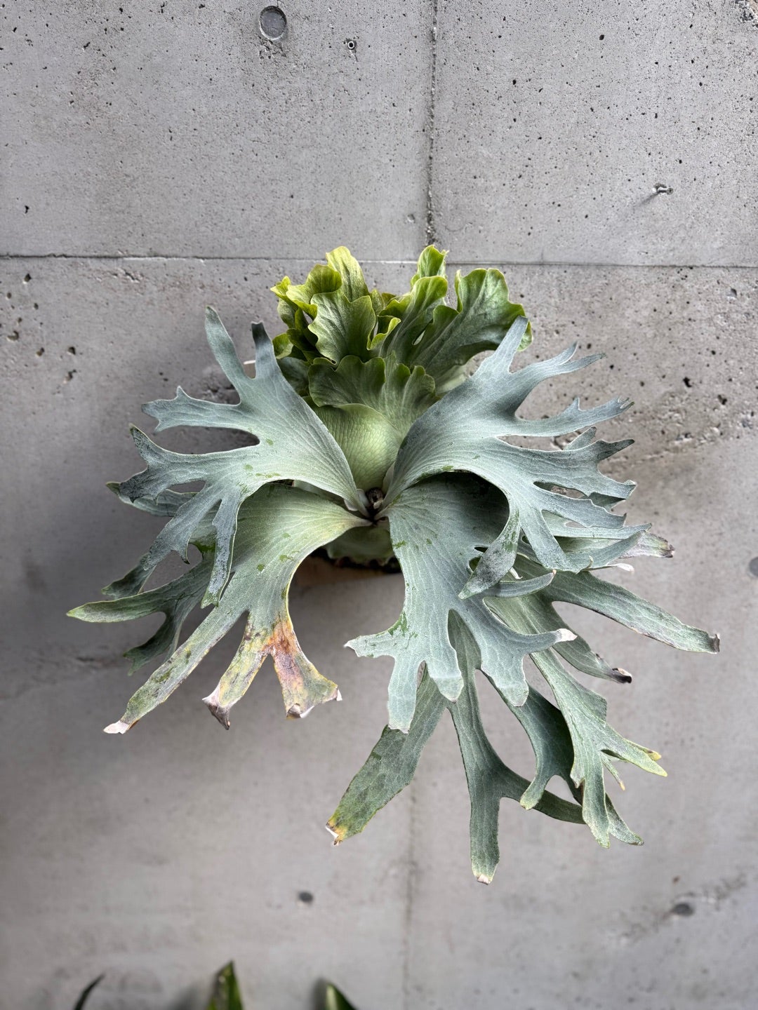 その後のビカクシダ ギンカ (P. Ginka) 銀華 ⑤ | calmplantsの