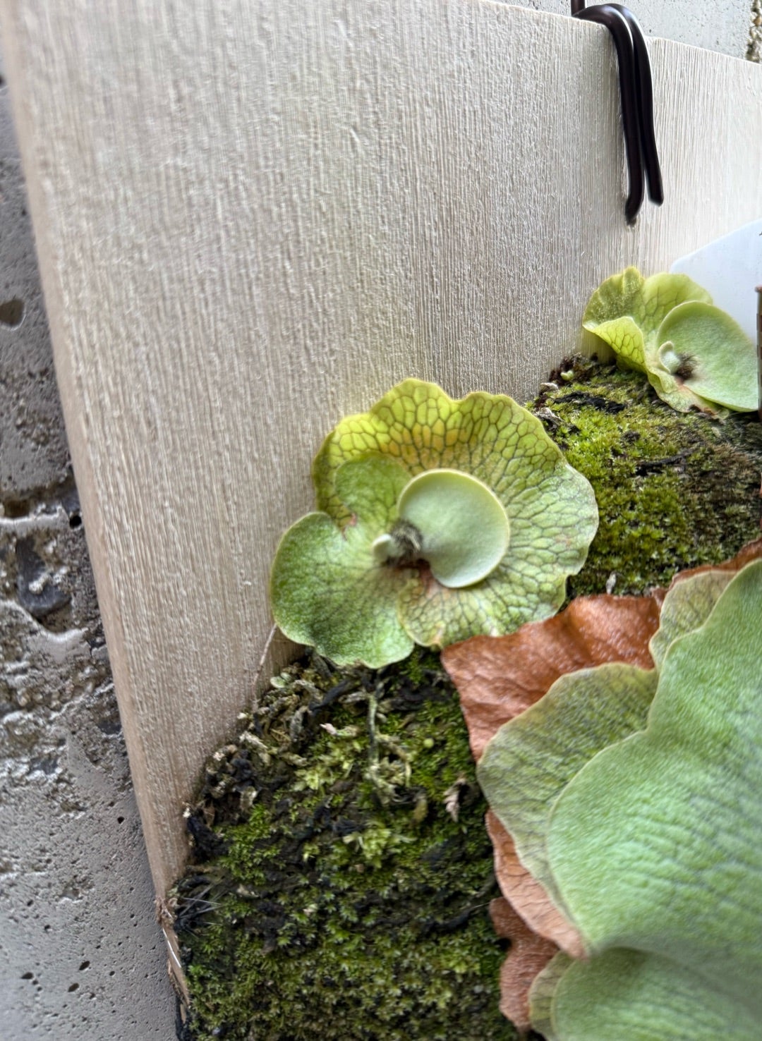 その後のビカクシダ ギンカ (P. Ginka) 銀華 ⑤ | calmplantsの