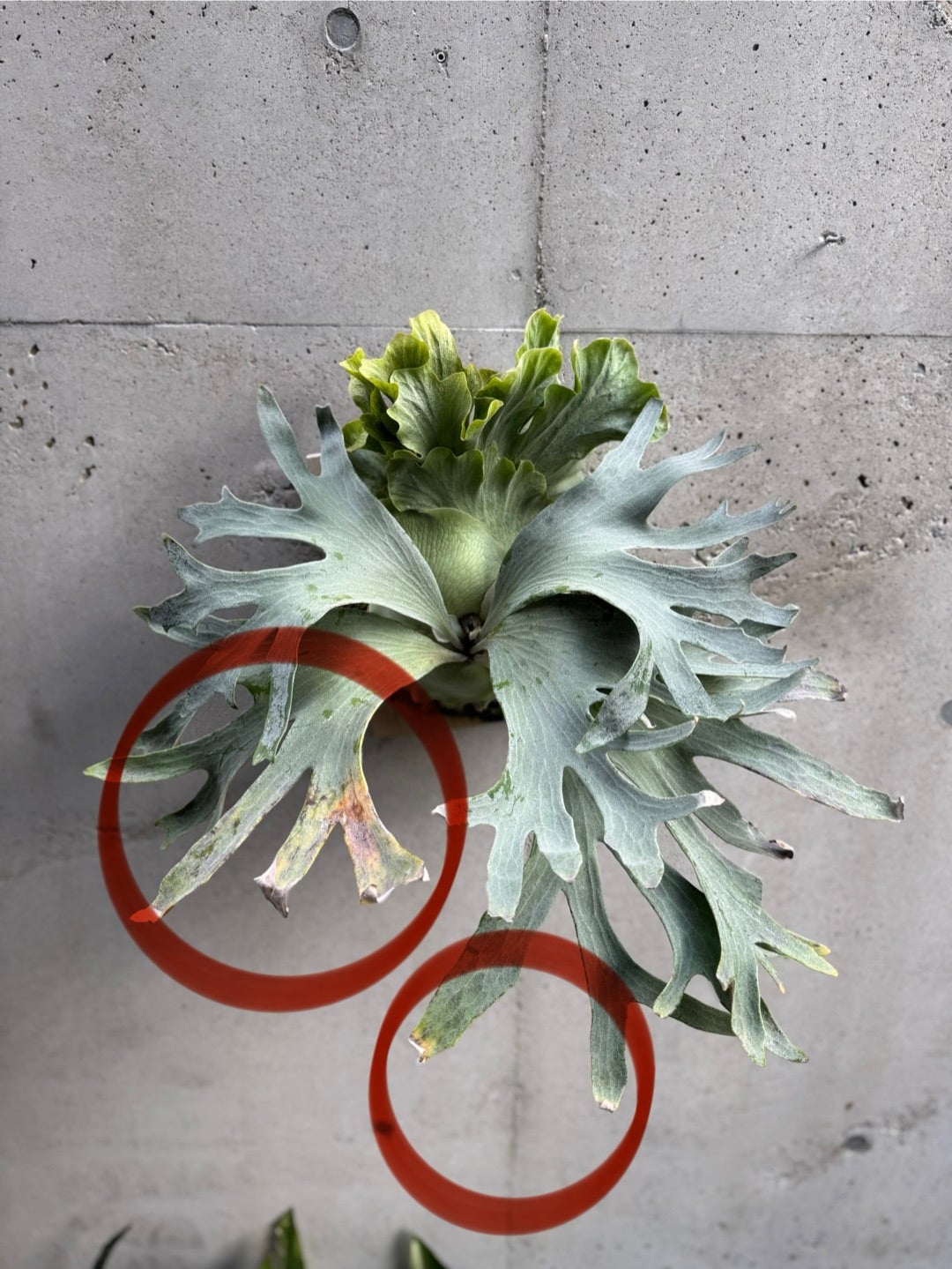 その後のビカクシダ ギンカ (P. Ginka) 銀華 ⑤ | calmplantsの