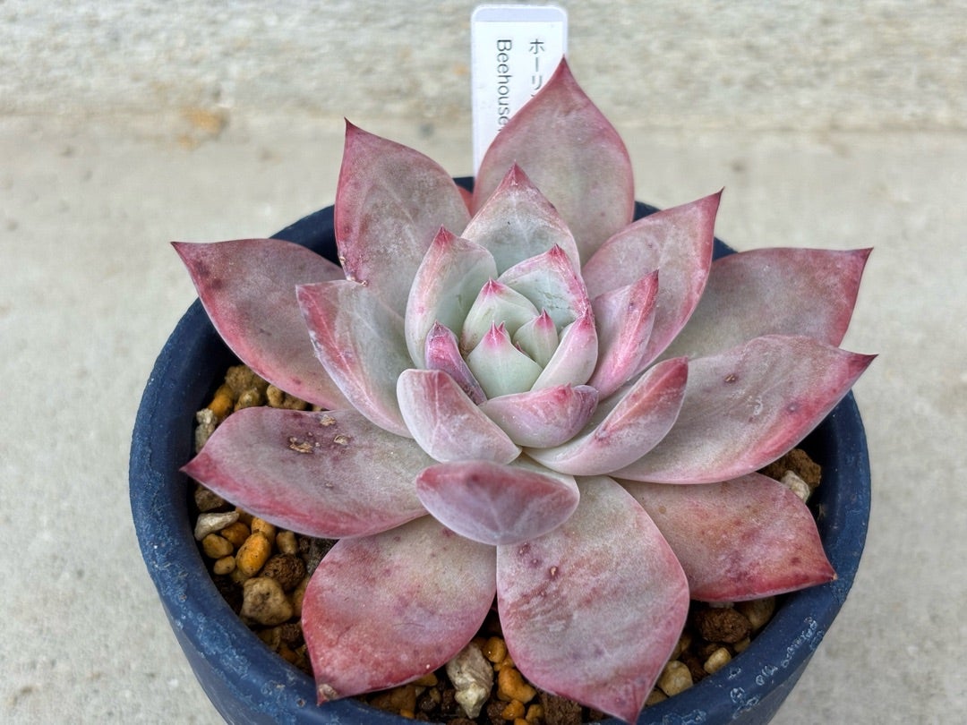 ホーリンゼ | TJの多肉奮闘記