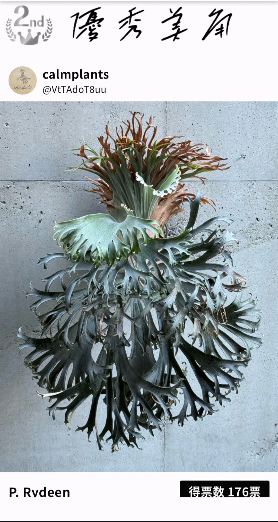 ビカクシダ 2025品評会の結果が出ました | calmplantsのビカクシダブログ