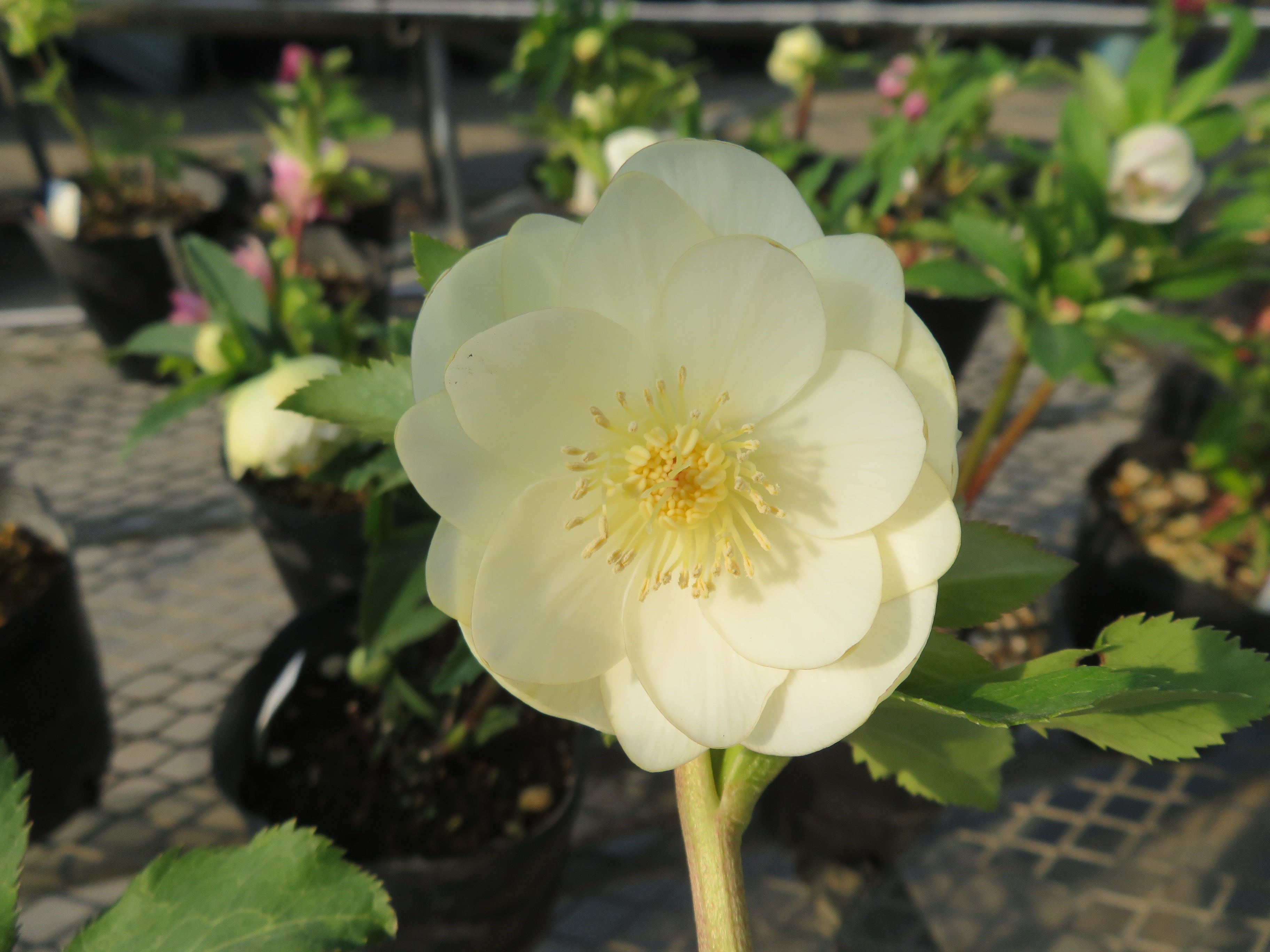 多弁系かぐや姫　加藤農園　クリスマスローズ 今日のクリスマスローズ 12月19日 (*>∀<)ﾉ)) | 加藤農園のブログ