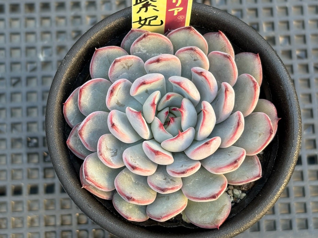 069【美紫妃】おらいさん苗 ミックスベリア 成長記録 多肉植物