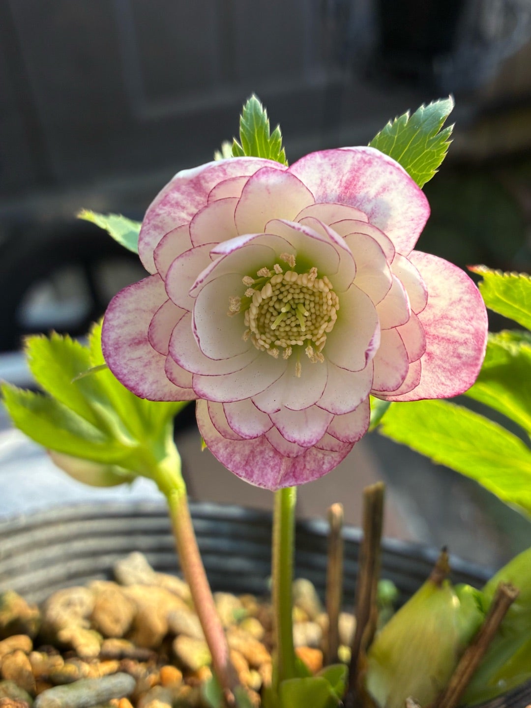 地植え活動始めてます♪クリスマスローズ♪ | ねこブログ3姉妹育児