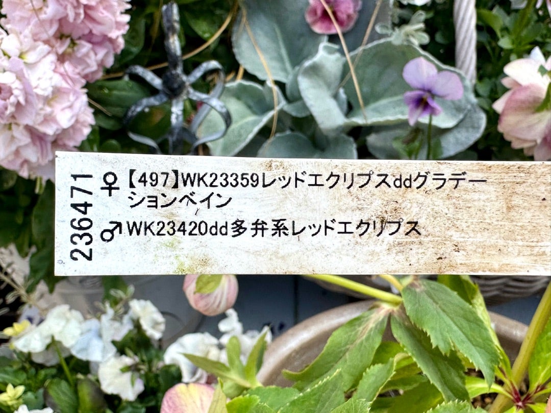 加藤農園さんが入荷！1000円クーポン♪＊曽田園芸さんのセット販売