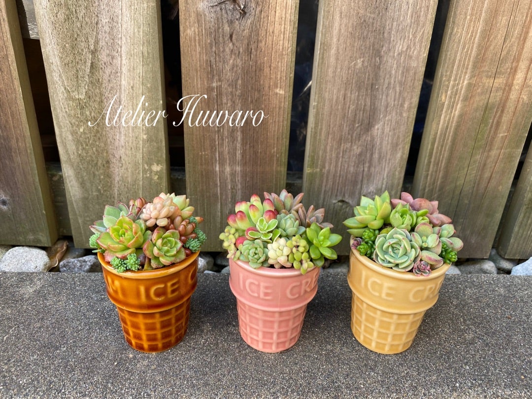 アイスクリーム鉢に多肉を寄せ植え | 千葉県松戸市 《資格取得可能な