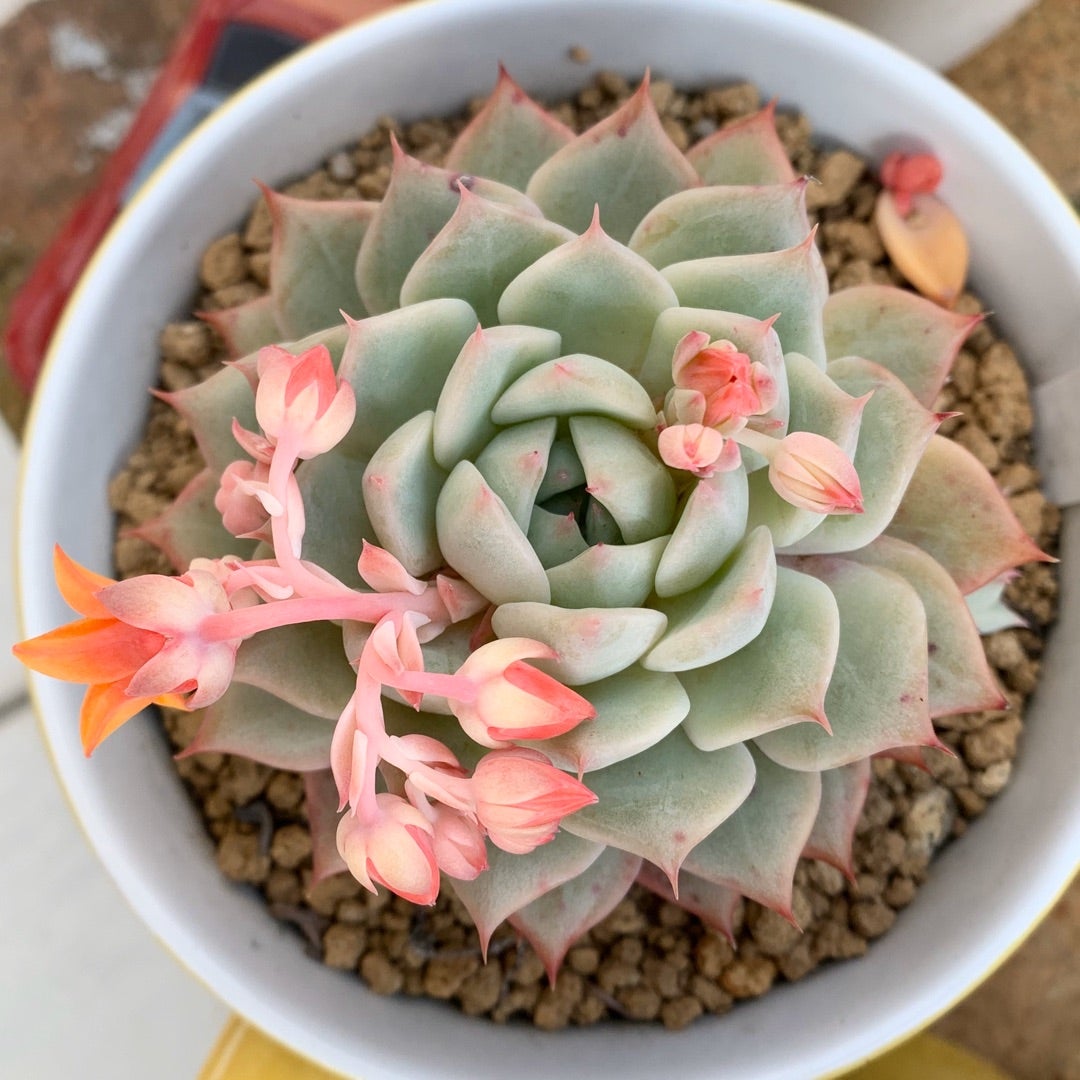 ティピ | わたしのずかん ♫