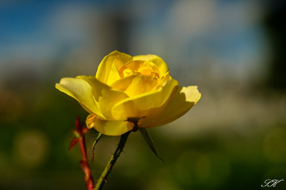 HASSELBLAD TESSAR 80mm f2.8 | SKの寫眞機道楽