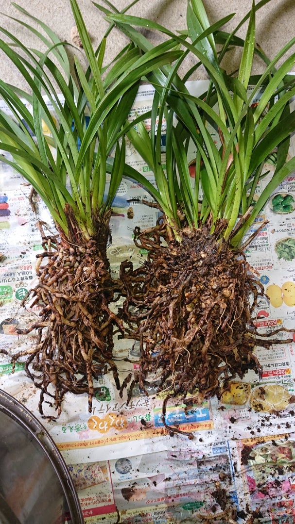 キンリョウヘン 株分け | 屋久島移住生活 ミツバチと釣りブログ