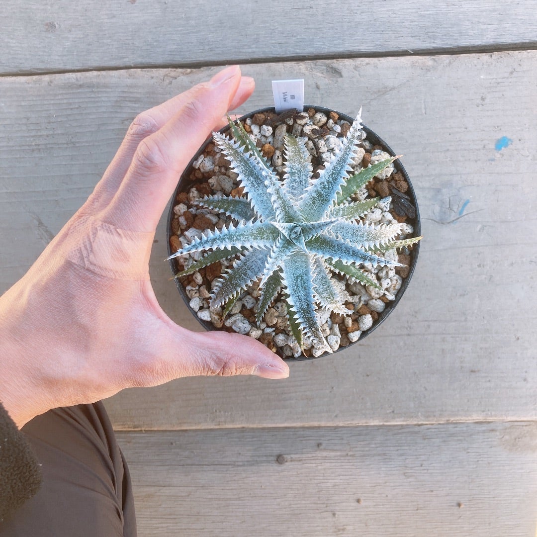 Dyckia 'White Shark' (ディッキア ホワイトシャーク) | ~龍の巣窟~