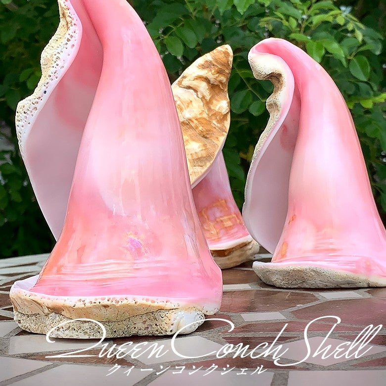 新着商品☆お守りやオブジェとして飾れる☆クィーンコンクシェルのご