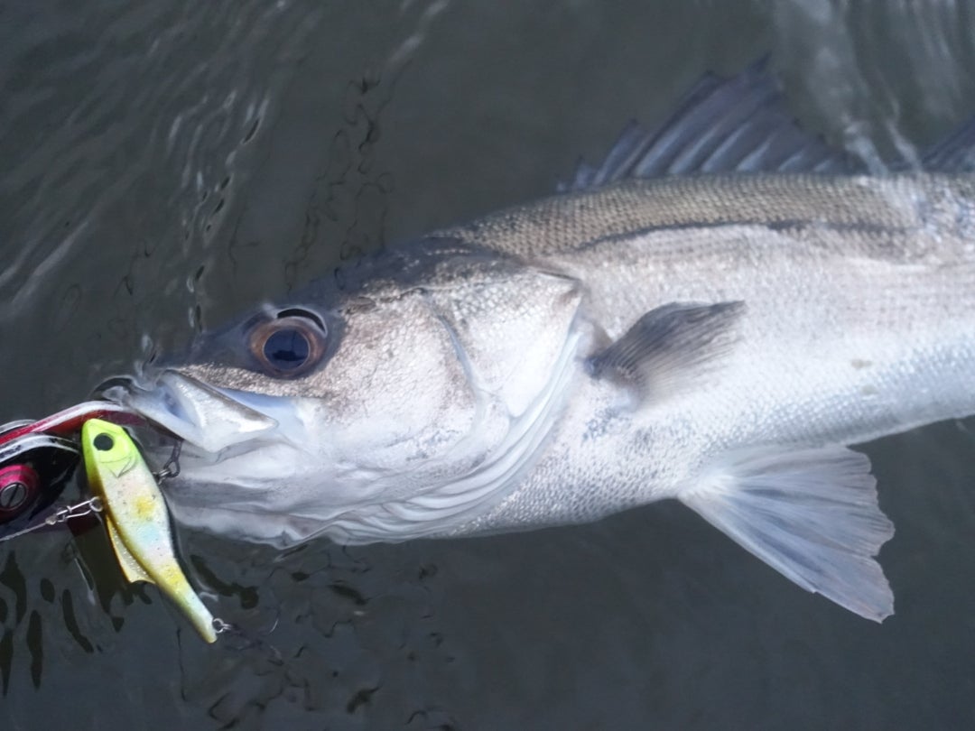 炸裂&Foojin'Z94Mインプレ | 秋田シーバスハンター