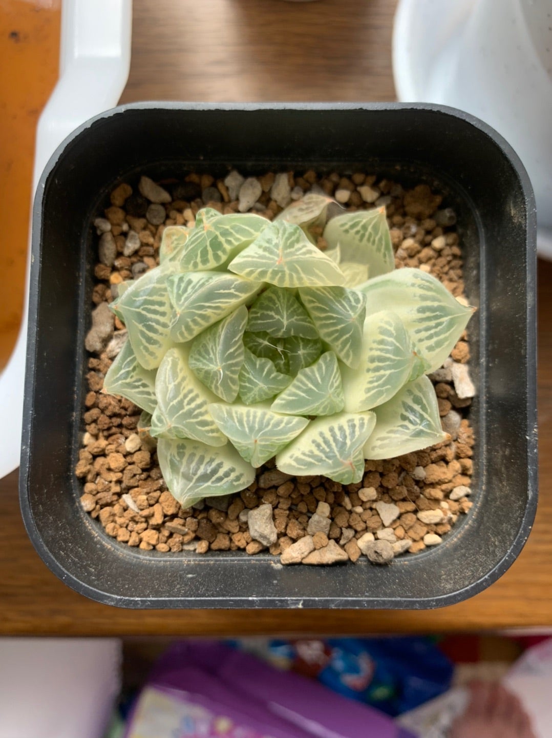 ハオルチア 白蛇伝 （自虐伝）② | 無職インセクトの多肉&アクアリウム