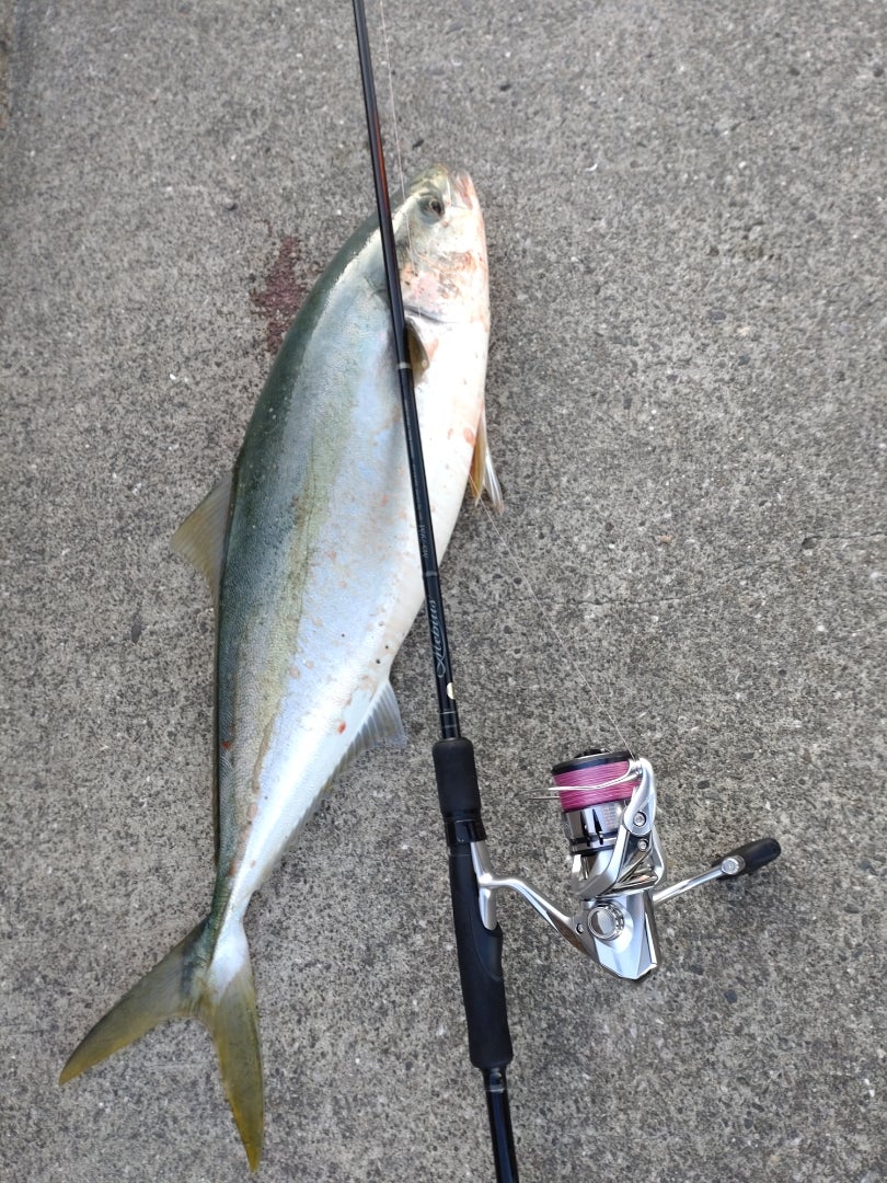 秋の釣りシーズン、ヤマガブランクスメビウス79Mインプレ | Route 56