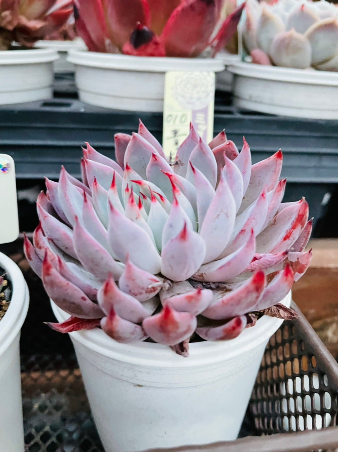 おらいさん苗のミックスベリアと青札(^^)/ | 四十郎の多肉ブログ