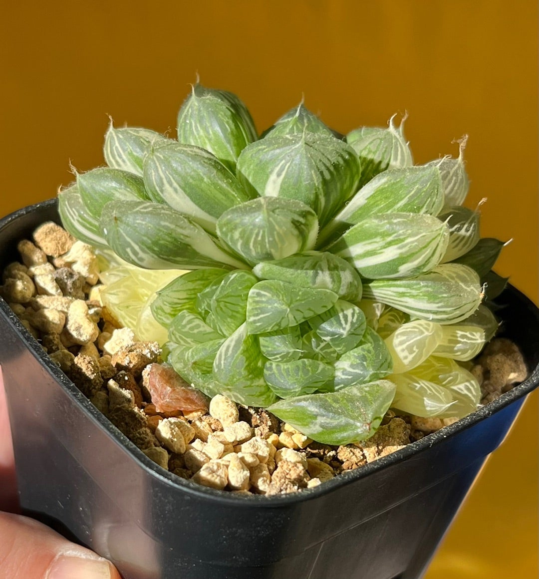 ハオルチア 白蛇伝 マリン | 無職インセクトの多肉&アクアリウム